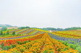 資訊圖片