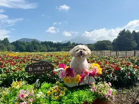 資訊圖片