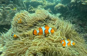 資訊圖片