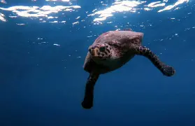資訊圖片
