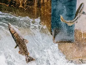 加拿大多倫多秋季觀賞鮭魚逆流洄游攻略：熱門景點與最佳時間介紹