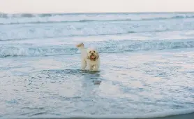 澳洲黃金海岸六大狗狗友善海灘推介 帶愛犬暢泳散步必去勝地與周邊美食