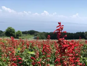 資訊圖片