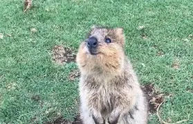 資訊圖片