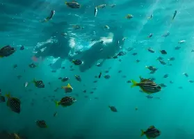 資訊圖片