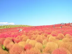 資訊圖片