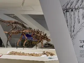 多倫多皇家安大略博物館恐龍展廳全新擴建重開 展出暴龍與Gordo真化石