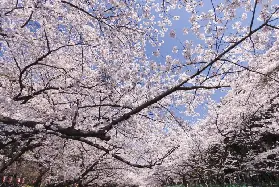 資訊圖片