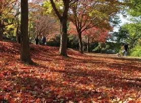 資訊圖片