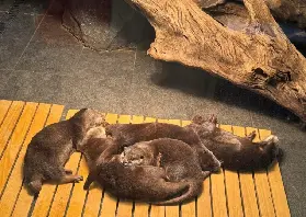 資訊圖片