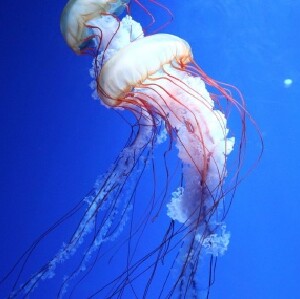 深圳歡樂海岸海洋奇夢館夜場門票