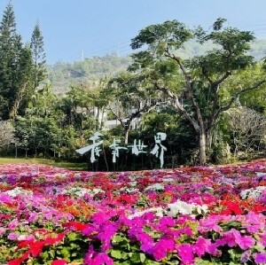 深圳青青世界門票