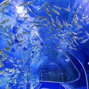 深圳觀瀾海洋世界門票