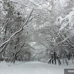 釜山出發 | 慶州國家療養公園+西門市場+宋海公園冰壁/琵瑟山自然休養林一日遊