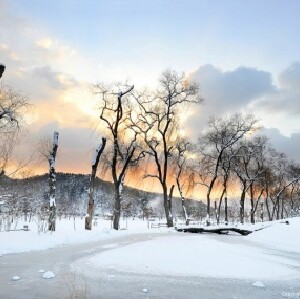 首爾出發 | 南怡島+江村鐵道自行車+晨靜樹木園一日遊