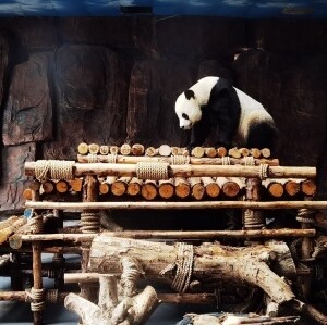 東莞香市動物園