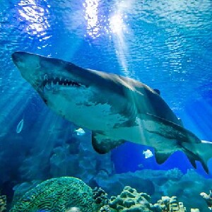 布吉島Aquaria Phuket中央海洋水族館門票