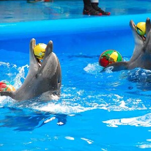 布吉島尼莫海豚館門票