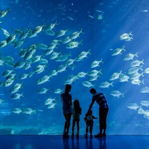 珠海長隆海洋王國+橫琴長隆劇院長隆秀雙園套票