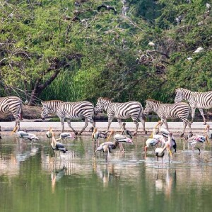 泰國曼谷野生動物園門票(Safari World)
