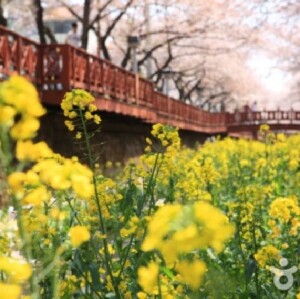 韓國鎮海櫻花節 (鎮海軍港節) 日與夜櫻遊 - 釜山出發