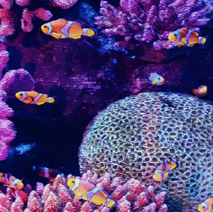 曼谷SEA LIFE暹羅海洋世界水族館門票