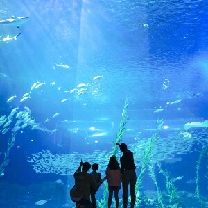 京畿道 一山韓華Aqua planet水族館（水上星球）