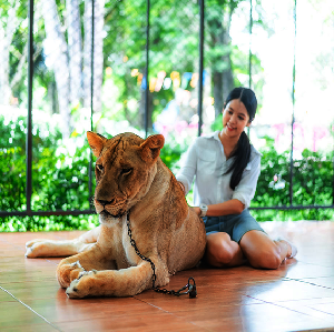 芭堤雅是拉差龍虎園門票(Tiger Topia Sriracha Zoo)