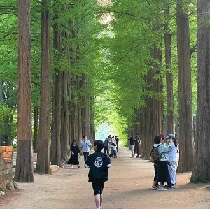 首爾出發| 南怡島+江村鐵道自行車一日遊
