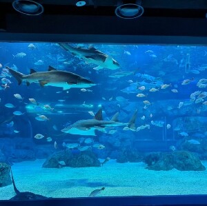 京畿道光教Aqua planet水族館（水上星球）