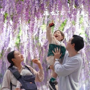 京畿道加平秋海棠鳥花園