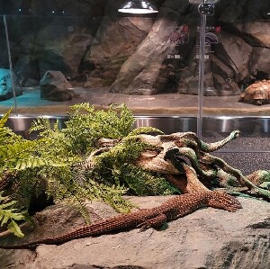 京畿道加平SeenB室內動物園