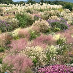 濟州島西歸浦山茶花之丘