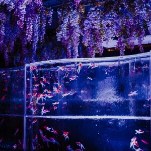 東京銀座藝術水族館門票