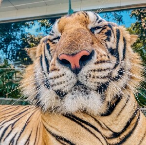 芭堤雅老虎公園【動物園】