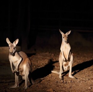 清邁夜間動物園門票【掃二維碼入園】