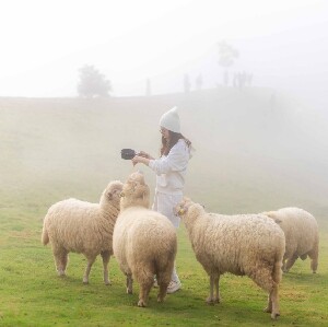 清邁-清萊白廟+象山YAYO農場下午茶咖啡館+Akha牧羊場一日遊 (中/英導遊)