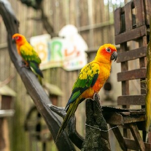布吉島白鳥主題公園