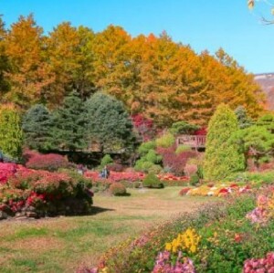 首爾包車一日遊：首爾市區/愛寶樂園/南怡島/羊駝樂園/江村鐵路公園可選
