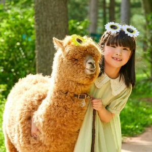 首爾包車接送：南怡島郊區＆草泥馬樂園