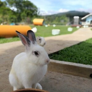 神山牧場一日遊