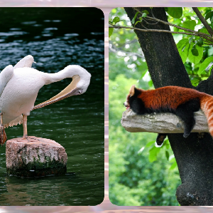 廣州動物園（4A級風景區）