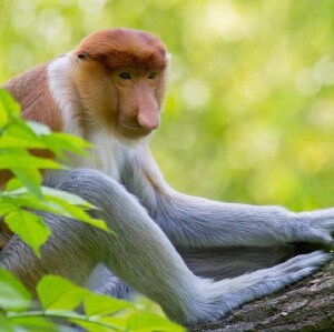 克里亞斯紅樹林長鼻猴 + 螢火蟲遊船之旅