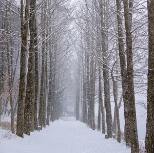 首爾出發 |魚飛溪谷冰川 + 南怡島 + 江村鐵道自行車一日遊