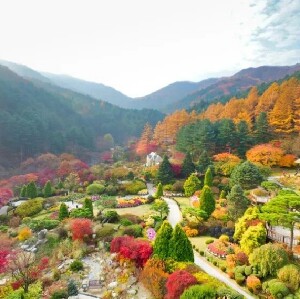 首爾出發 | 羊駝牧場 + 江村鐵道自行車 + 南怡島 + 樹木園夜燈一日遊