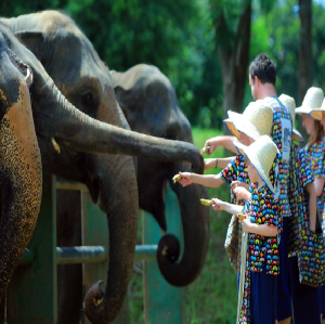 清邁康達大象保護營(英文導遊)