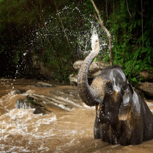 清邁叢林大象生態保護營(英文導遊)