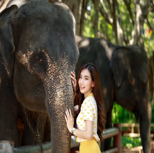 曼谷三攀大象營+鱷魚公園【全球市場不含泰國國籍】