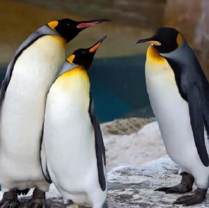 臺北市立動物園木柵動物園門票