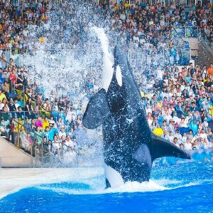 上海海昌海洋公園門票
